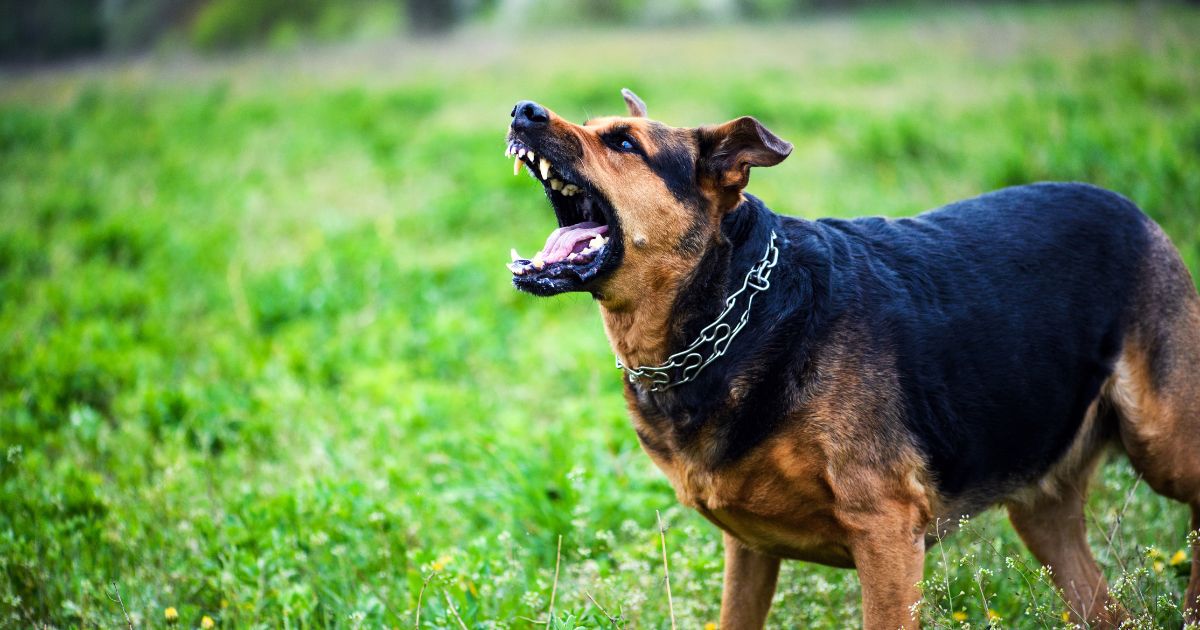 Montgomery County Dog Bite lawyers at Anthony C. Gagliano III, P.C., Help to Hold Owners Liable for Dog Bites.