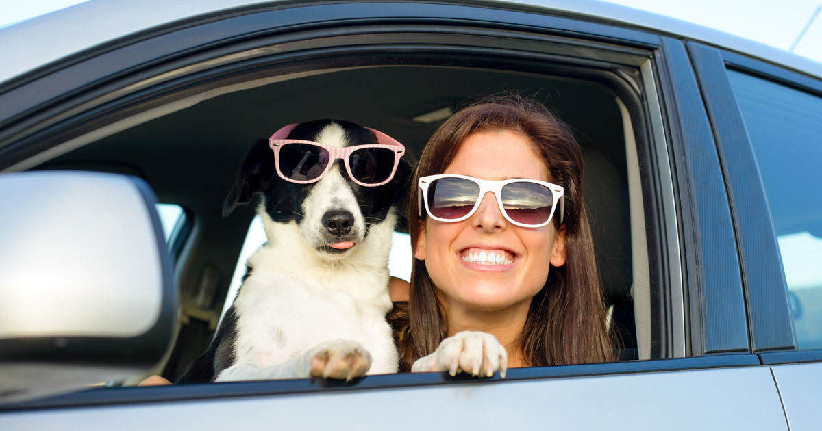 The Delaware County Car Accident Lawyers at Anthony C. Gagliano III, P.C. Advocate for Driving Safely With Pets.