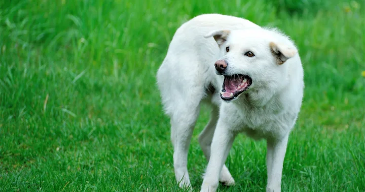 Does Pennsylvania Have Leash Laws?