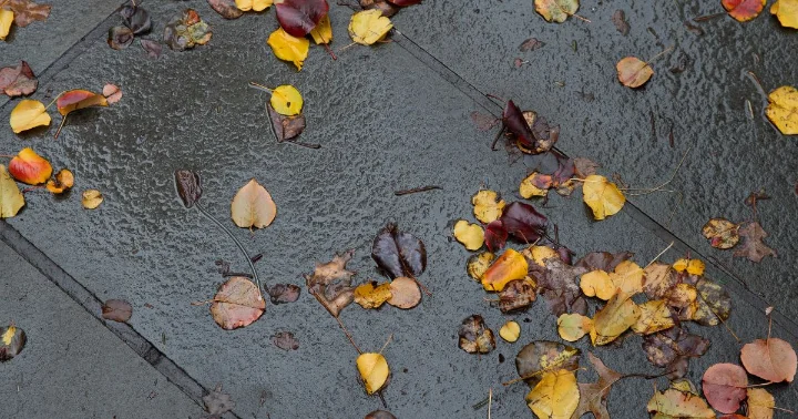 What Are Common Slip and Fall Injuries in Autumn?